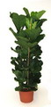 Fiddle Leaf Fig